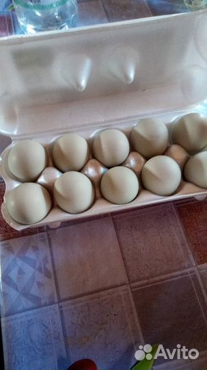 Домашние куриные яйца