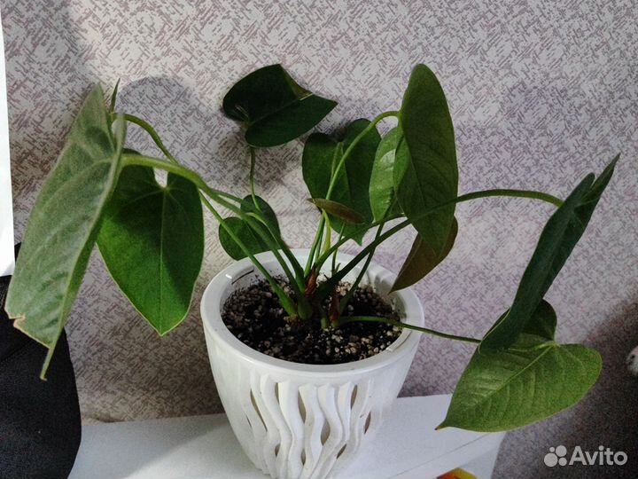 Антуриум ливиум Оранж