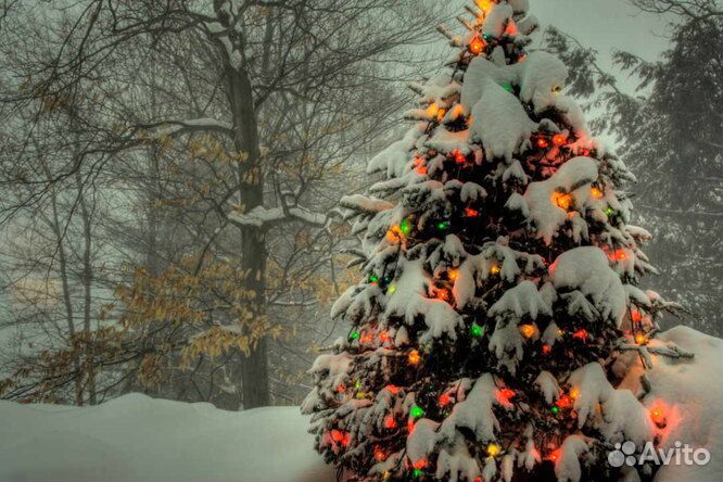 Ель Европейская от 1м до 2,5 м в горшке зкс