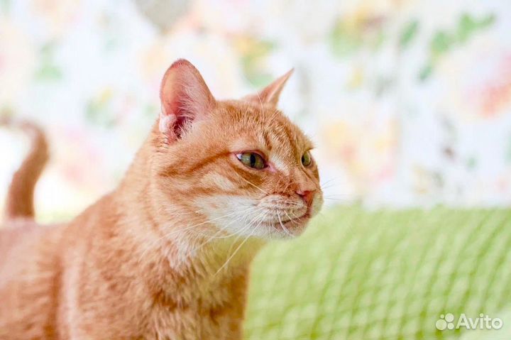 Шуберт - рыжее счастье в дар