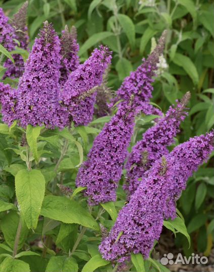 Будлея давида саженцы