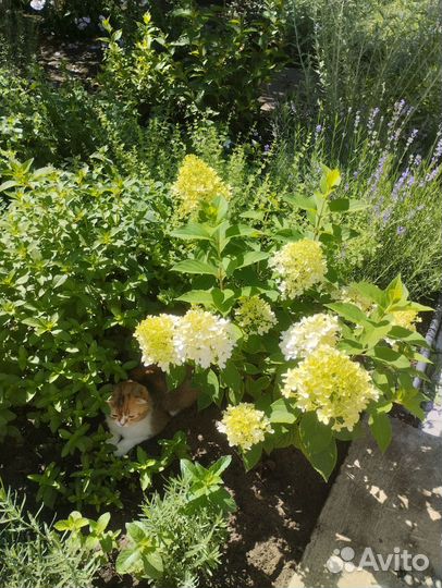 Мята, много сортов