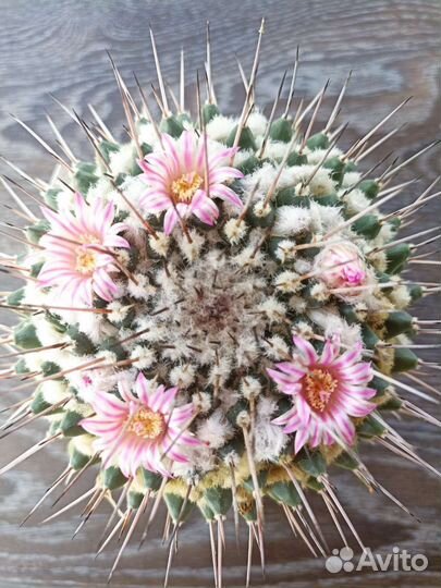 Кактусы коллекционные