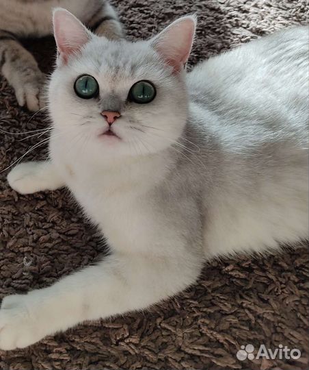 Британские котята