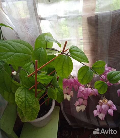 Комнатные цветы