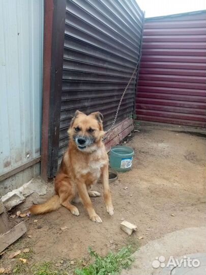 Собака в добрые руки овчарка