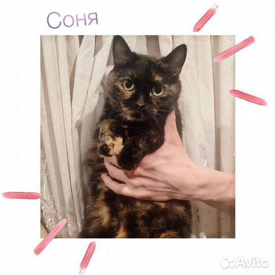 Отдам замечательную кошечку