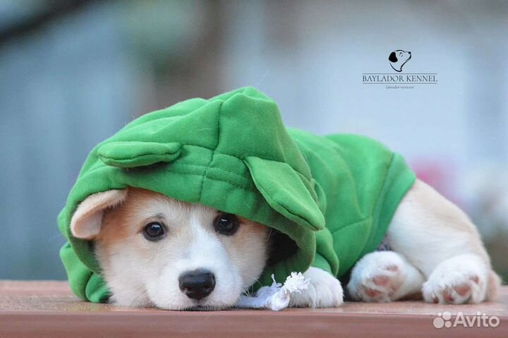 Щенки корги