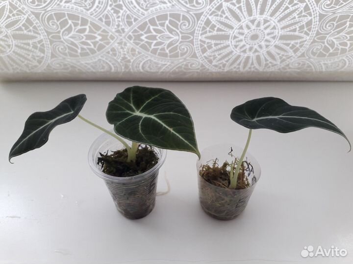 Алокащия Блэк Вельвет