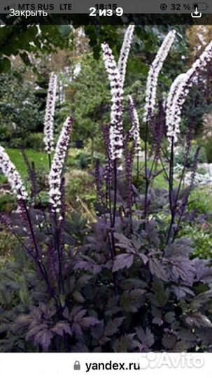 Цветы для дачи