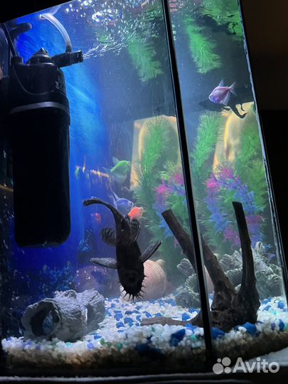 Сом анциструс