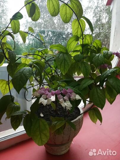 Клеродендрум томпсон в горшке 0.3 л