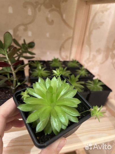 Молодило (каменная роза)