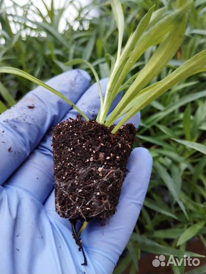 Гвоздика ампельная черенки