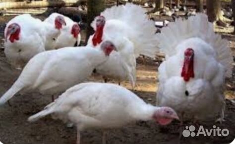 Индюк. Тяжёлый кросс Биг6. 2 мес. 3 нед