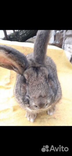 Продам, самцов и самок на племя. Порода Фландер