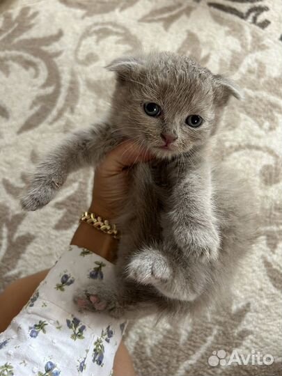 Шотландская