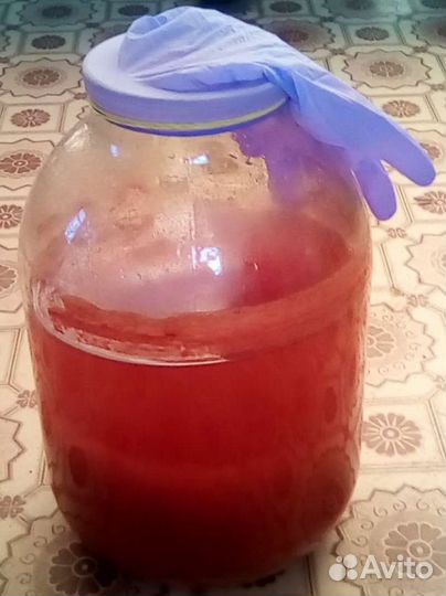 Винный гриб