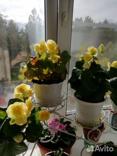 Комнатные цветы бегония
