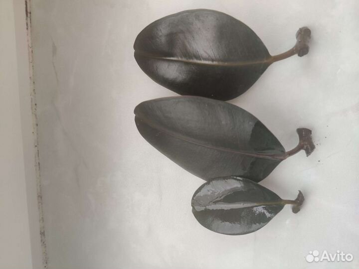 Фикус эластика абиджан