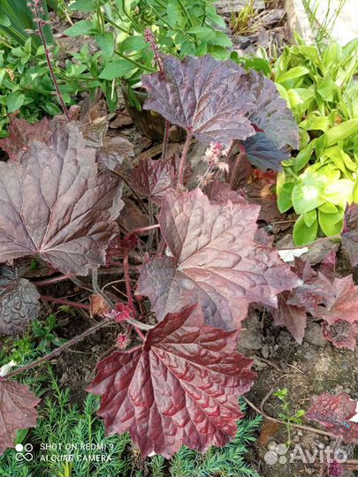 Астильба,гейхера,многолетники