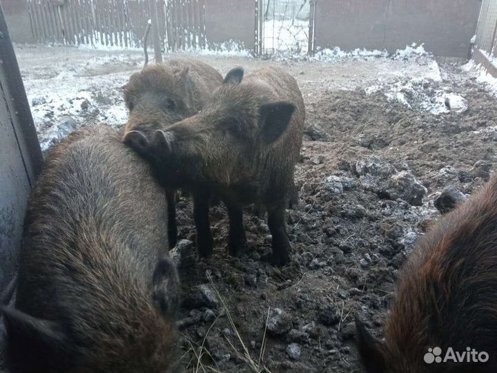 Кабаны дикие