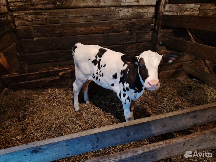 Корова дойная с теленком