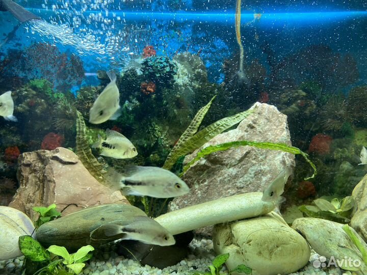 Уборка и чистка аквариума