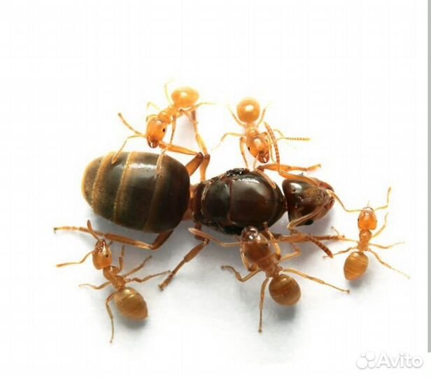 Матка муравьёв Lasius flavus