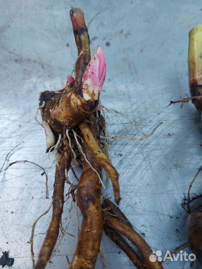 Пион Empire state