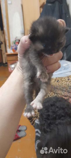 Котята в добрые руки бесплатно