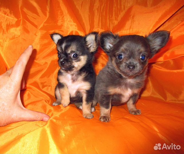 Кукольный супер-мини мальчик и девочка