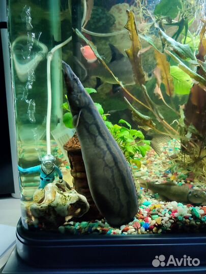 Украшение для аквариума