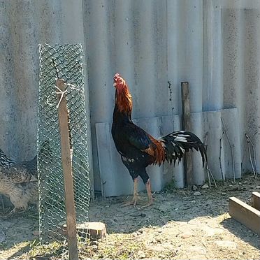 Бойцовые петухи