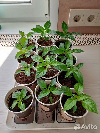 Перец кустарниковый Задира