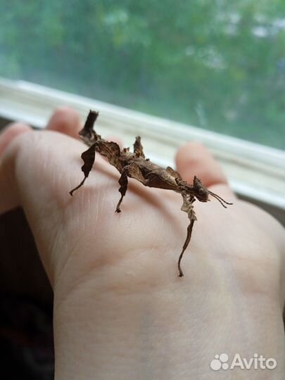 Яйца австралийского палочника