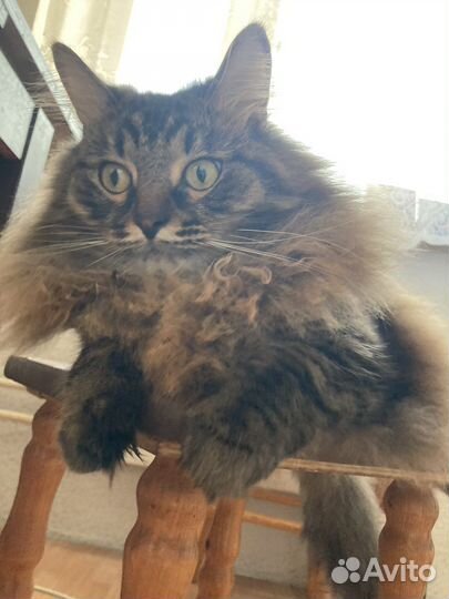 Кот в добрые руки