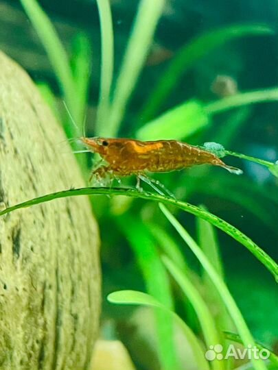 Аквариумные креветки вишня