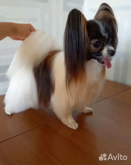 Стрижка собак, груминг