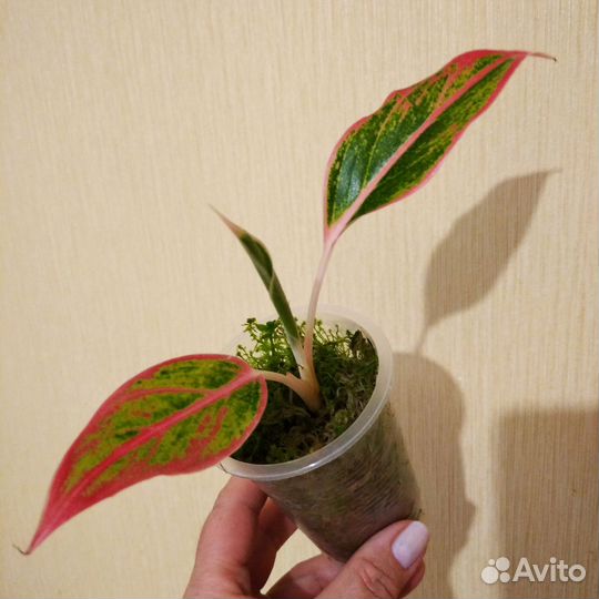 Аглаонема