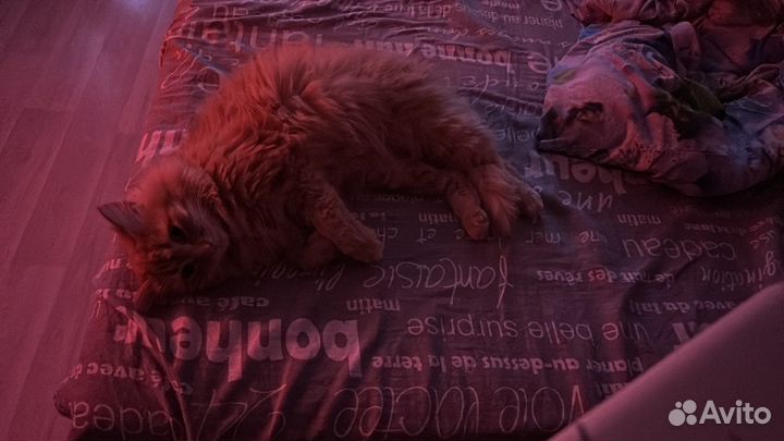 Отдам кота в добрые руки