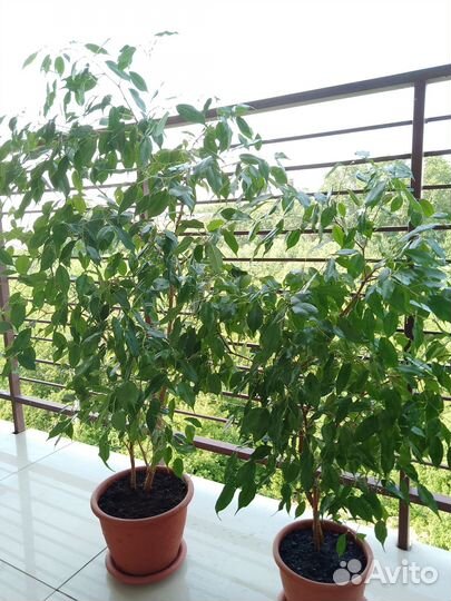 Фикус Бенджамина 125 и 110 см., два