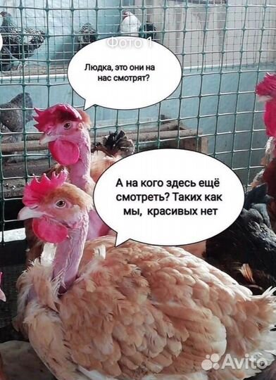 Цветной бройлер цыпленок