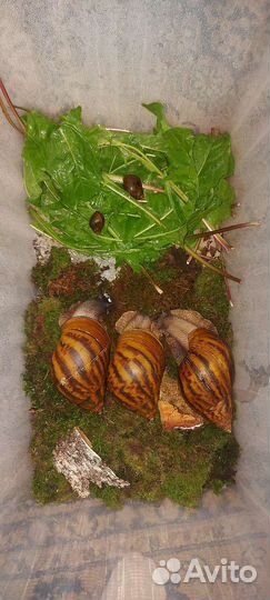Улитки ахатина тигр стандарт
