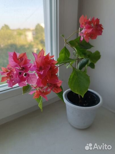 Бугенвиллия взрослая