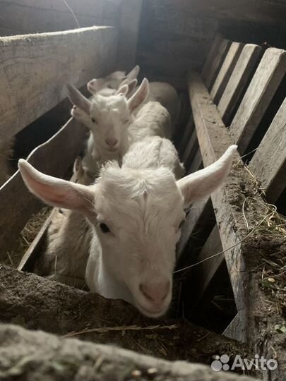 Молоко козье, яйца куриные домашние