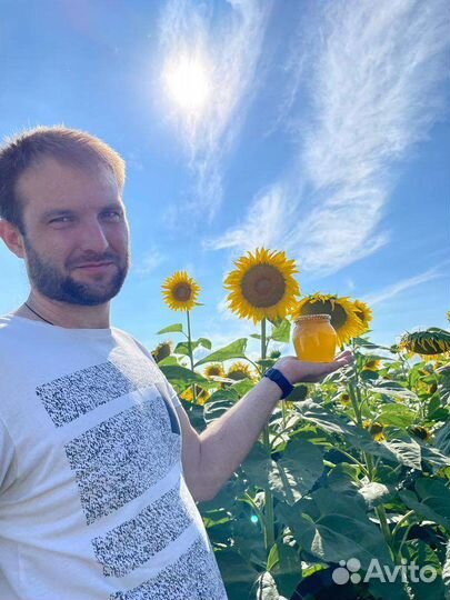 Мед подсолнечный