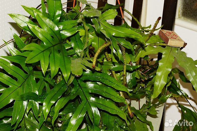 Папоротник Микросорум разнолистный