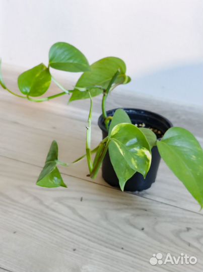 Эпипремнум золотистый