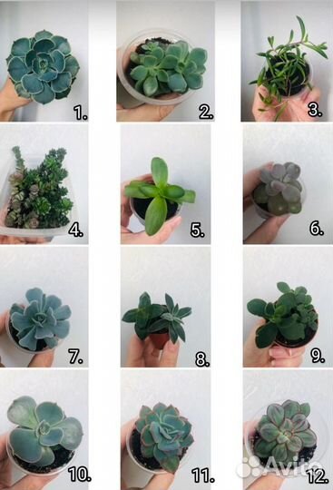 Кактусы и суккуленты, домашние цветы